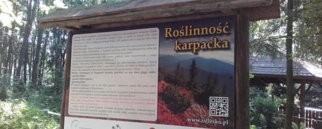 Zdjęcie do artykułu: Inicjatywa „Las to nie tylko drzewa”