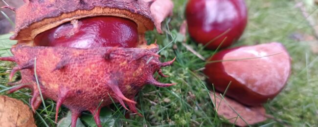 Zdjęcie do artykułu: Fotografowanie moją pasją