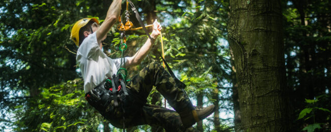 Zdjęcie do artykułu: Kurs arborystyczny – poziom A