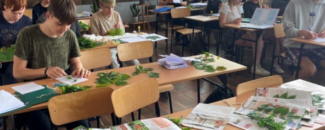 Zdjęcie do artykułu: Identyfikacja roślin naczyniowych