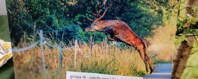 Zdjęcie do artykułu: Sukcesy naszych młodych fotografów