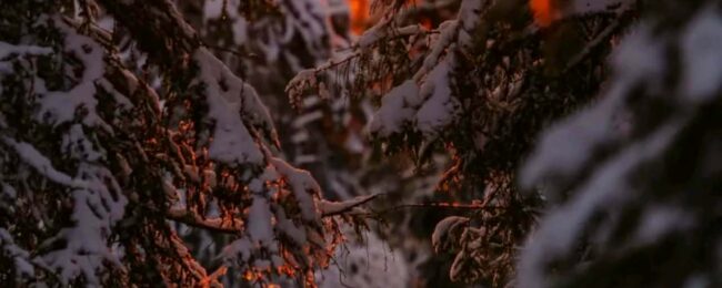 Zdjęcie do artykułu: „Las w obiektywie” – XII edycja konkursu fotograficznego.